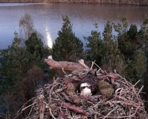 osprey laddie found dead