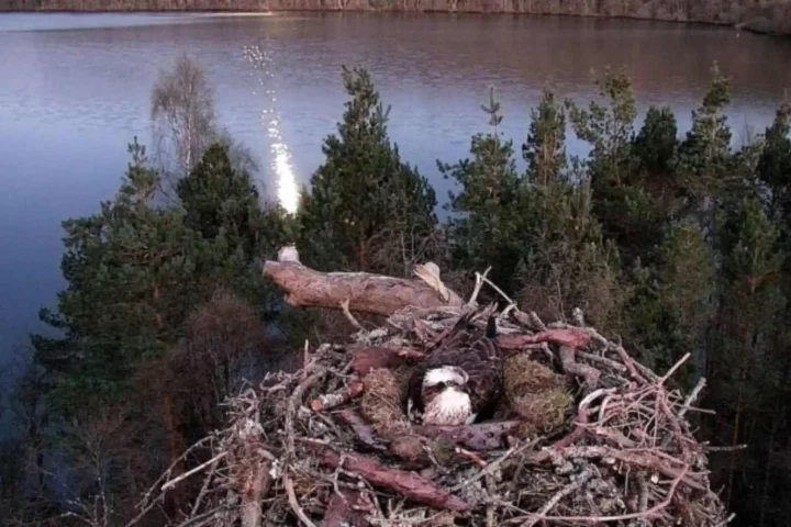 osprey laddie found dead