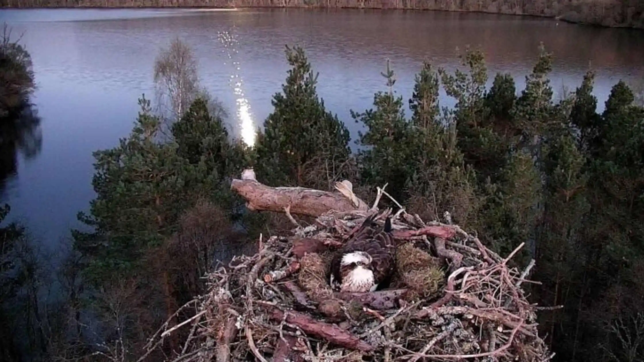 osprey laddie found dead